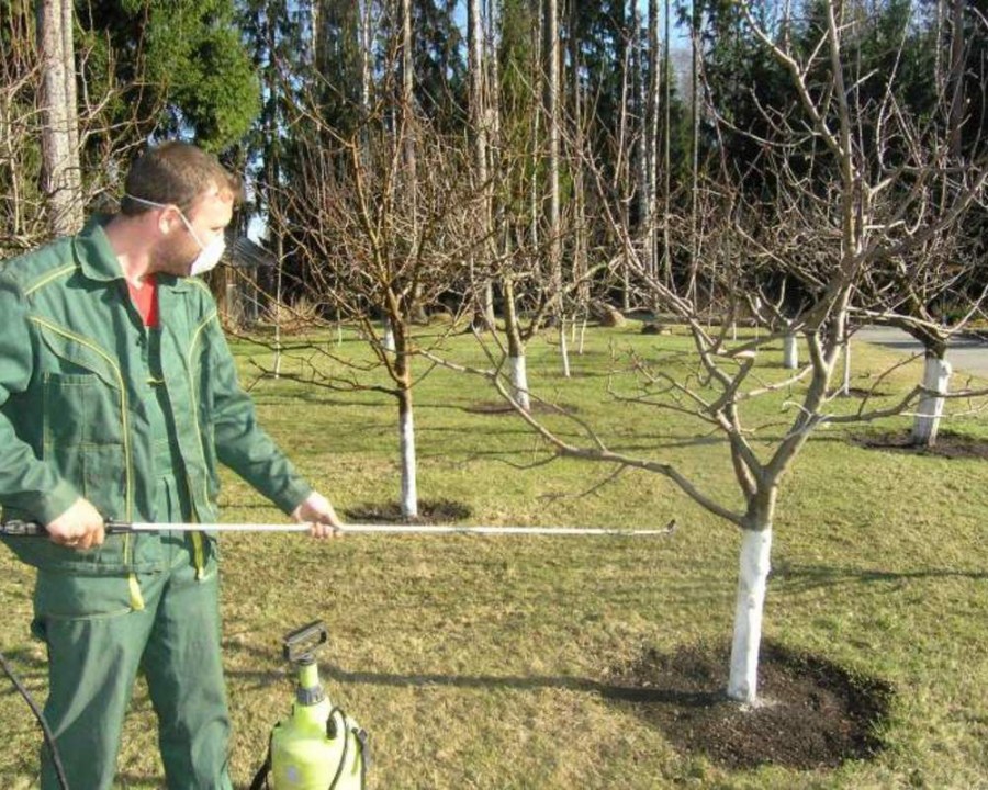 spraying trees from pests