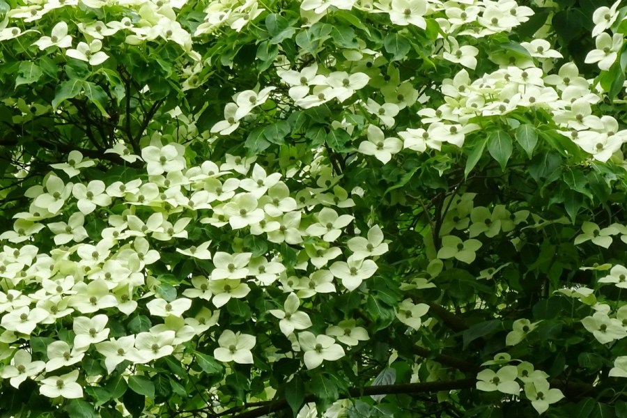 flowering dogwood