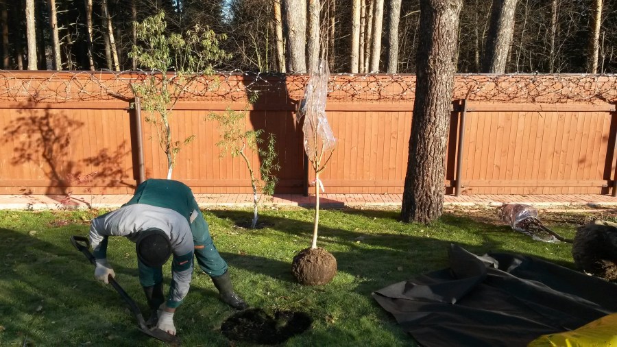 planting fruit trees
