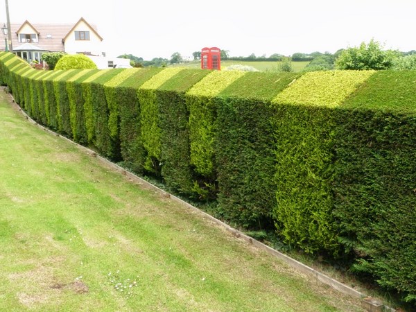   Medium-height molded hedge