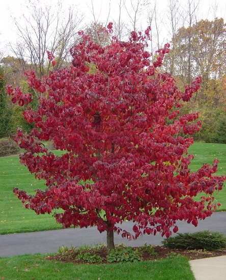 Dogwood blooming in autumn