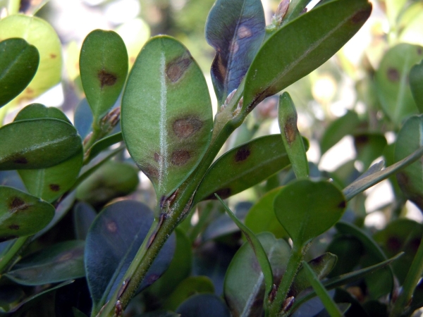 Boxwood infection with the fungus Calonectria pseudonaviculata