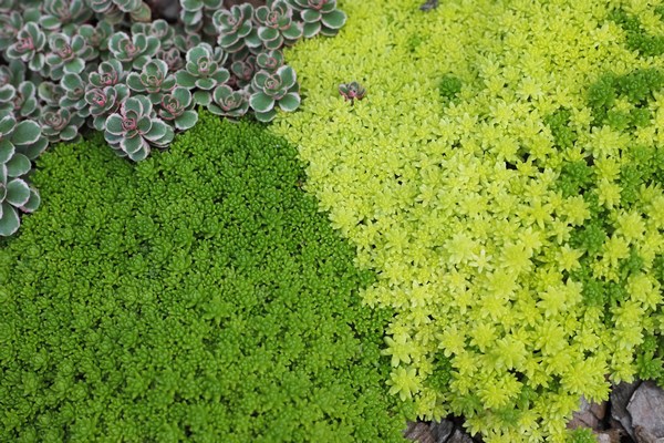 Ground cover plants