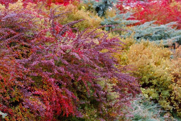 Autumn shrubs for landscape design 