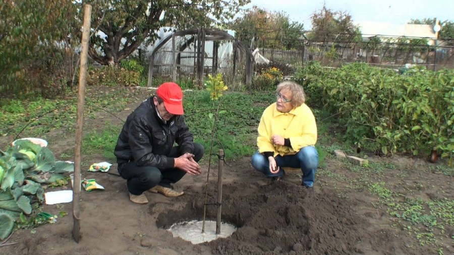 trees planting in autumn 